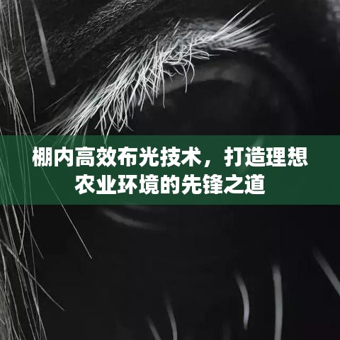 棚內(nèi)高效布光技術(shù)，打造理想農(nóng)業(yè)環(huán)境的先鋒之道