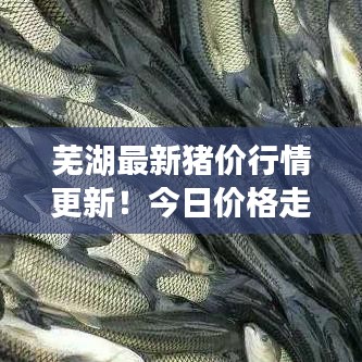 蕪湖最新豬價行情更新!今日價格走勢一網打盡