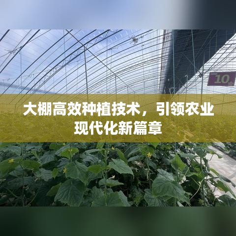 大棚高效種植技術,引領農業現代化新篇章