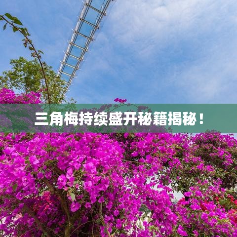 三角梅持續(xù)盛開秘籍揭秘！