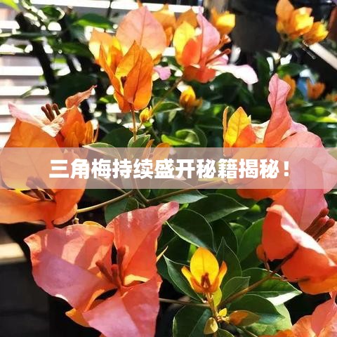 三角梅持續(xù)盛開秘籍揭秘!