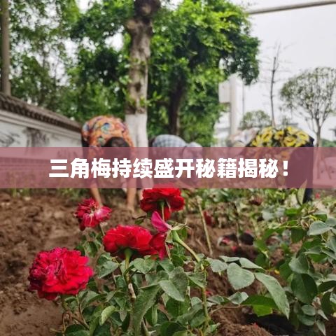 三角梅持續(xù)盛開秘籍揭秘!