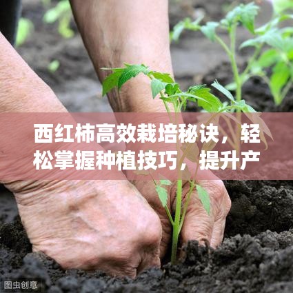 西紅柿高效栽培秘訣,輕松掌握種植技巧,提升產量與品質!