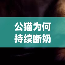 公貓為何持續斷奶?原因、后果及解決方法大解析!