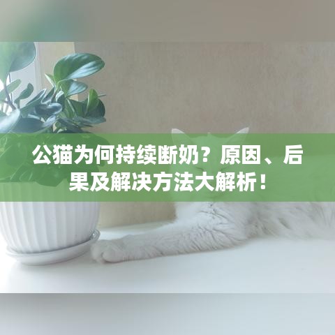 公貓為何持續斷奶?原因、后果及解決方法大解析!
