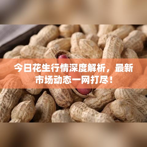 今日花生行情深度解析，最新市場動態一網打盡！