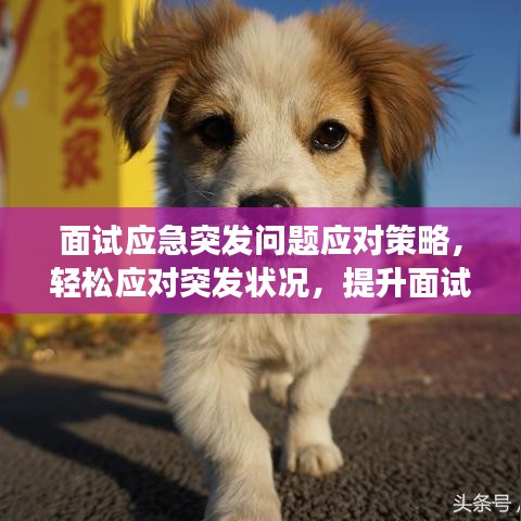 面試應急突發(fā)問題應對策略,輕松應對突發(fā)狀況,提升面試成功率
