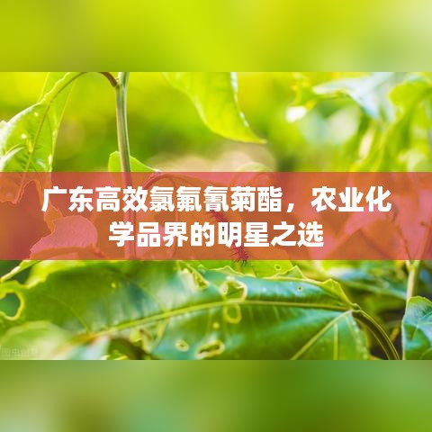 廣東高效氯氟氰菊酯，農(nóng)業(yè)化學(xué)品界的明星之選