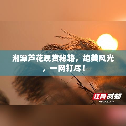 湘潭蘆花觀賞秘籍,絕美風光,一網打盡!