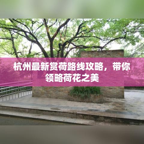 杭州最新賞荷路線攻略，帶你領略荷花之美