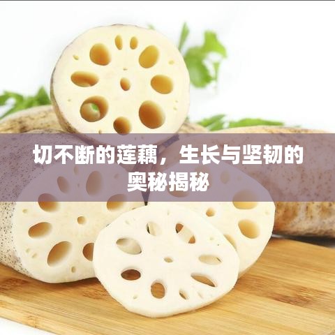 切不斷的蓮藕,生長與堅韌的奧秘揭秘