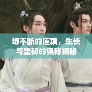 切不斷的蓮藕,生長與堅韌的奧秘揭秘