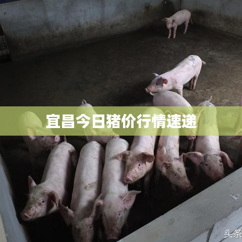 宜昌今日豬價行情速遞