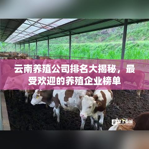 云南養(yǎng)殖公司排名大揭秘,最受歡迎的養(yǎng)殖企業(yè)榜單