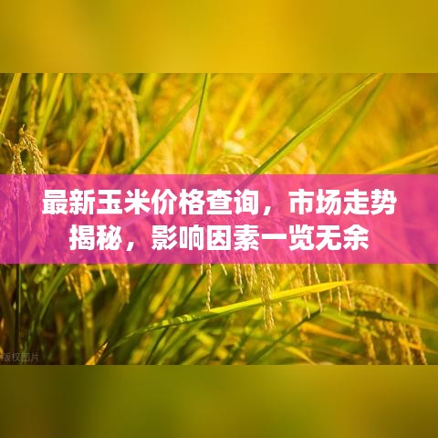 最新玉米價格查詢,市場走勢揭秘,影響因素一覽無余