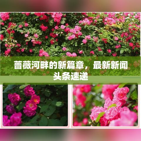 薔薇河畔的新篇章，最新新聞頭條速遞