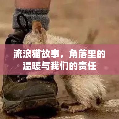 流浪貓故事,角落里的溫暖與我們的責任