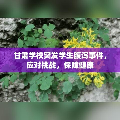 甘肅學校突發學生腹瀉事件,應對挑戰,保障健康