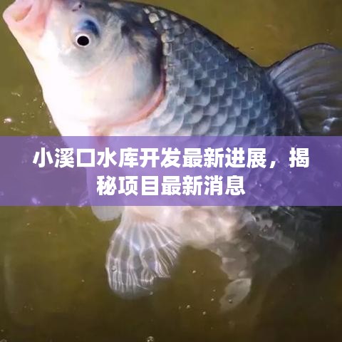 小溪口水庫開發最新進展,揭秘項目最新消息