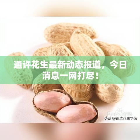 通許花生最新動態(tài)報道,今日消息一網(wǎng)打盡!