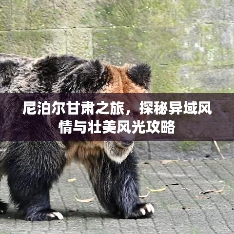 尼泊爾甘肅之旅，探秘異域風情與壯美風光攻略