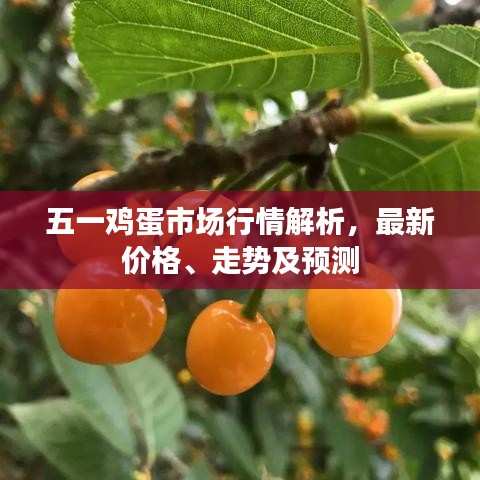 五一雞蛋市場行情解析,最新價格、走勢及預(yù)測