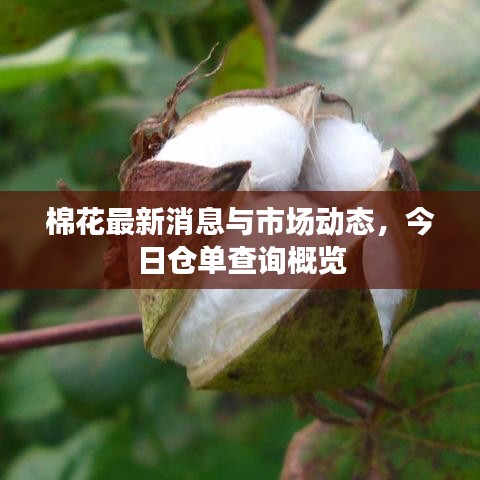 棉花最新消息與市場動態,今日倉單查詢概覽