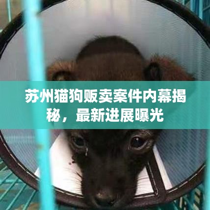 蘇州貓狗販賣案件內(nèi)幕揭秘,最新進(jìn)展曝光
