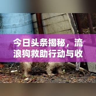 今日頭條揭秘,流浪狗救助行動與收入現(xiàn)狀關(guān)注者必看