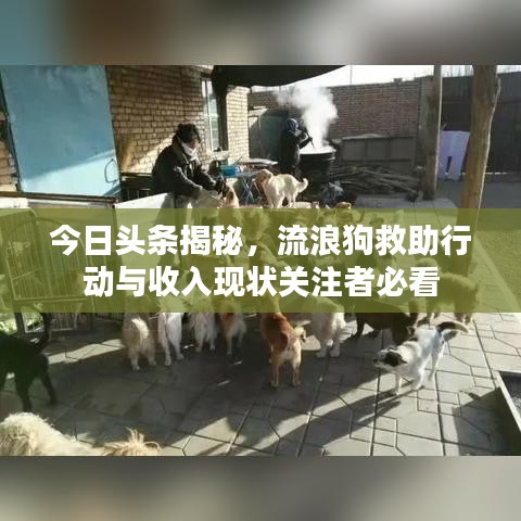 今日頭條揭秘,流浪狗救助行動與收入現(xiàn)狀關(guān)注者必看