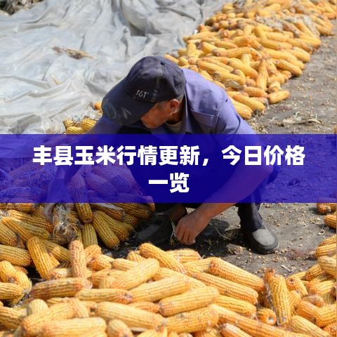 豐縣玉米行情更新，今日價格一覽
