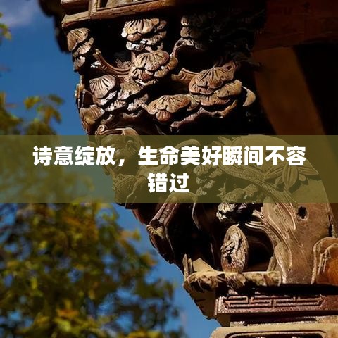 詩意綻放,生命美好瞬間不容錯過