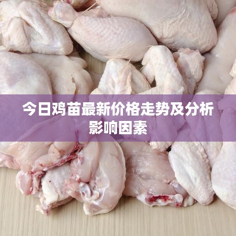 今日雞苗最新價(jià)格走勢(shì)及分析影響因素