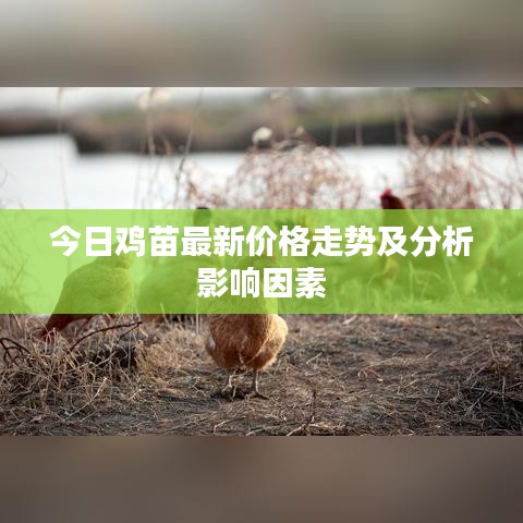 今日雞苗最新價(jià)格走勢(shì)及分析影響因素