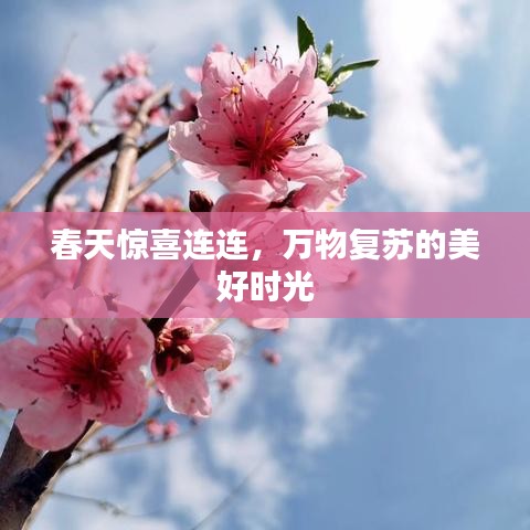 春天驚喜連連，萬物復蘇的美好時光