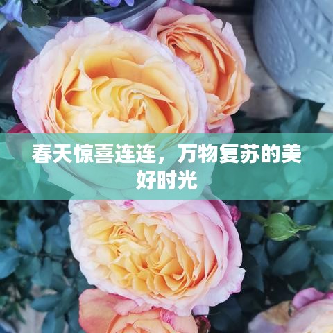 春天驚喜連連,萬物復(fù)蘇的美好時(shí)光