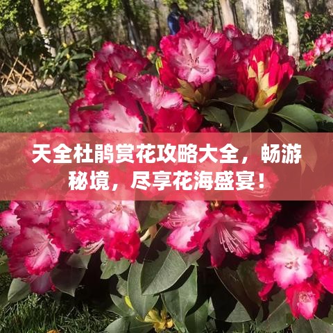 天全杜鵑賞花攻略大全,暢游秘境,盡享花海盛宴!