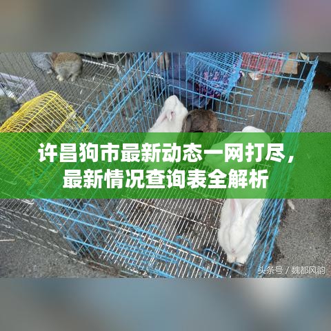 許昌狗市最新動態(tài)一網(wǎng)打盡，最新情況查詢表全解析