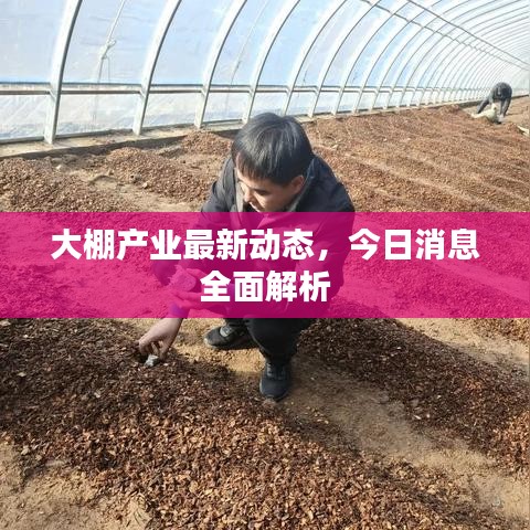 大棚產業最新動態，今日消息全面解析