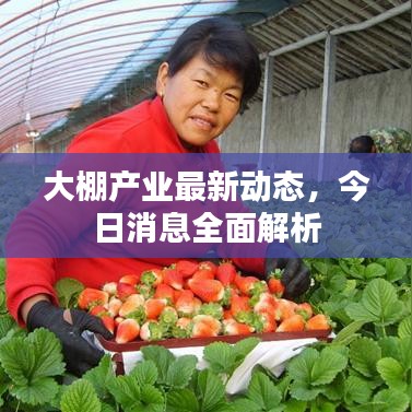 大棚產業最新動態,今日消息全面解析