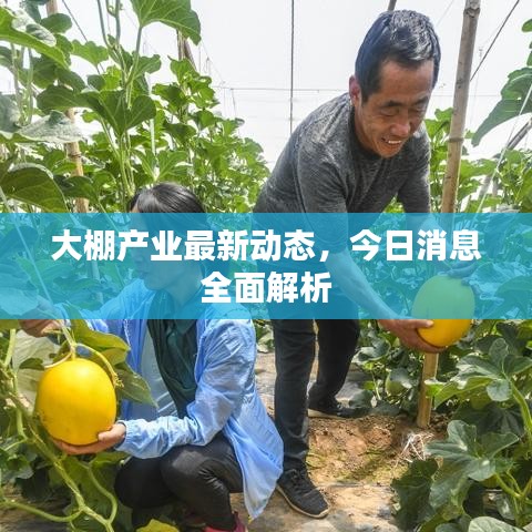 大棚產業最新動態,今日消息全面解析