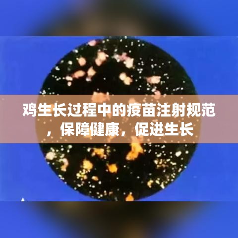 雞生長過程中的疫苗注射規(guī)范，保障健康，促進生長
