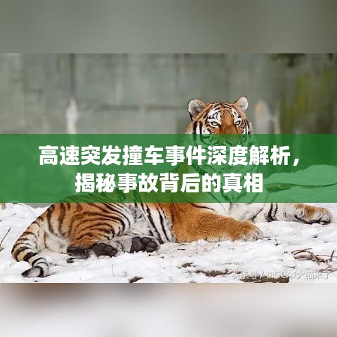 高速突發撞車事件深度解析,揭秘事故背后的真相