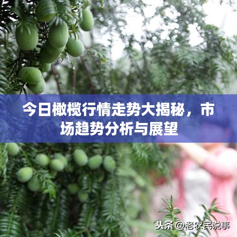 今日橄欖行情走勢(shì)大揭秘,市場(chǎng)趨勢(shì)分析與展望