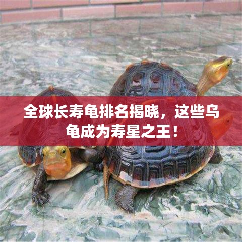 全球長(zhǎng)壽龜排名揭曉，這些烏龜成為壽星之王！
