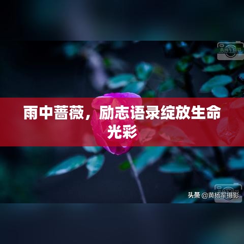 雨中薔薇，勵志語錄綻放生命光彩