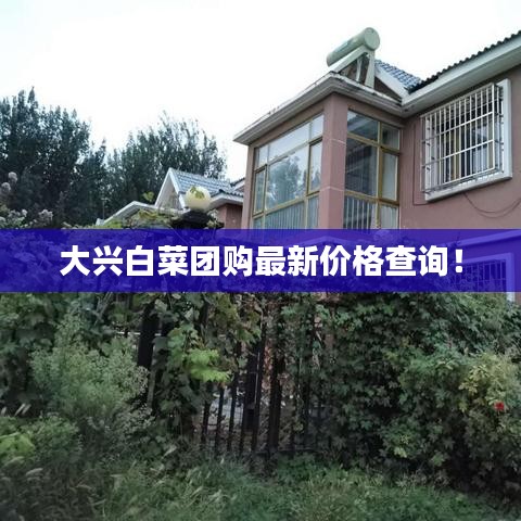 大興白菜團購最新價格查詢!