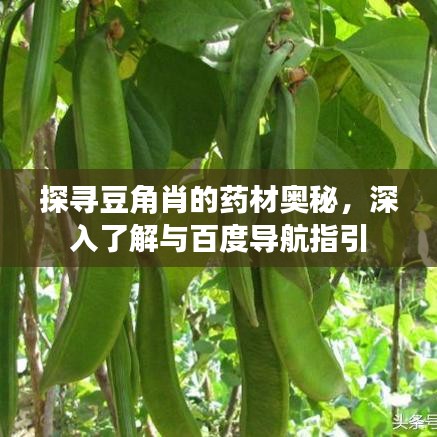 探尋豆角肖的藥材奧秘,深入了解與百度導航指引