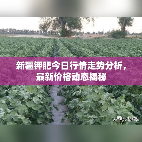 新疆鉀肥今日行情走勢分析,最新價格動態揭秘