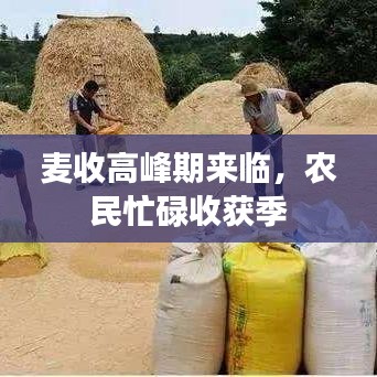 麥收高峰期來臨,農民忙碌收獲季